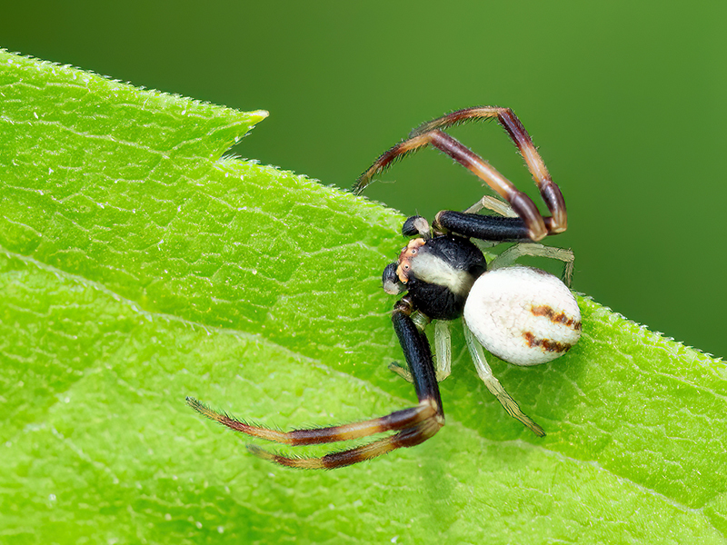Misumena vatia (Männchen)