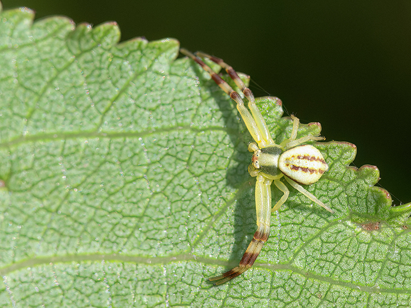 Misumena vatia (subadultes Männchen)