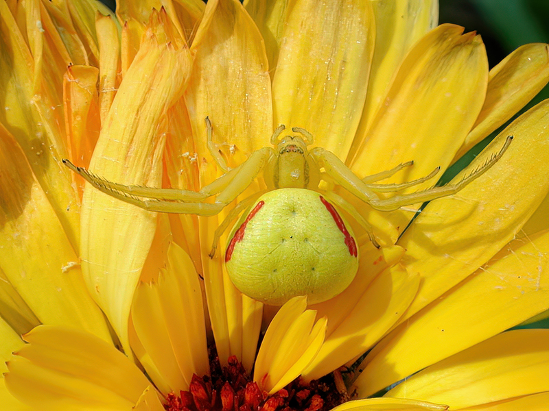Misumena vatia (Weibchen)