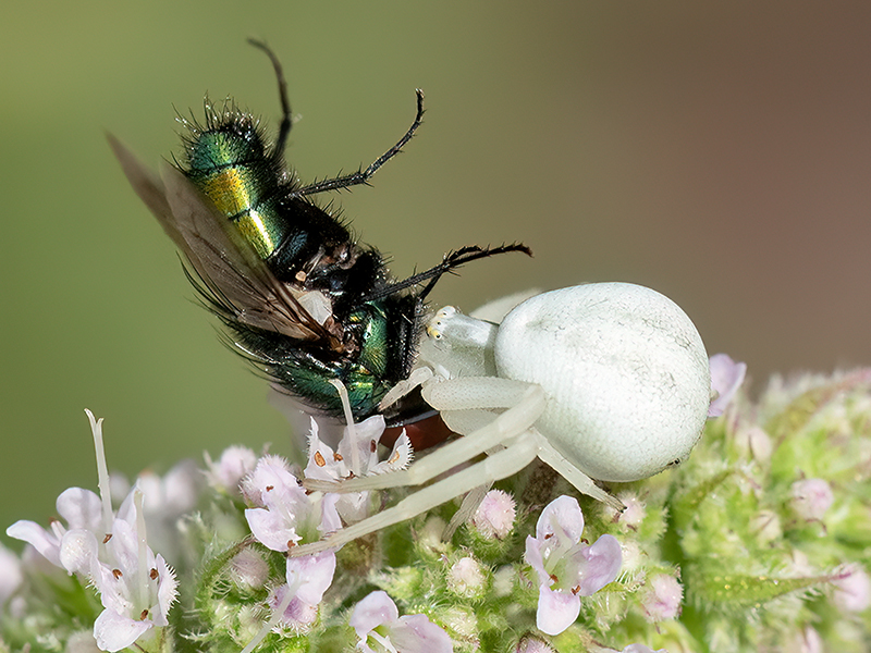 Misumena vatia (Weibchen mit Beute)