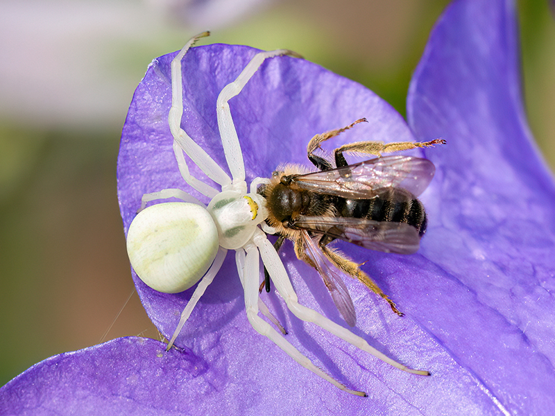 Misumena vatia (Weibchen mit Beute)