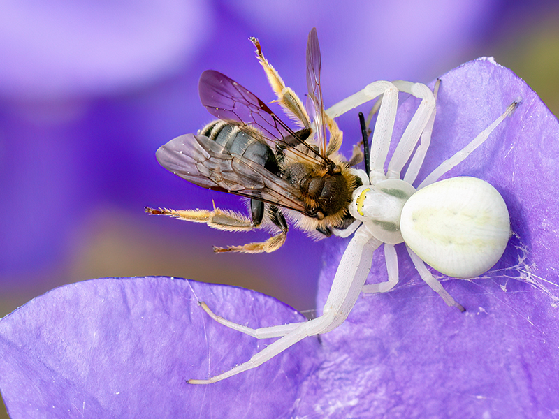 Misumena vatia (Weibchen mit Beute)