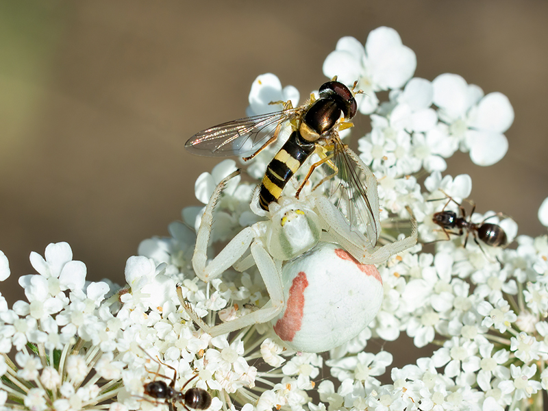Misumena vatia (Weibchen mit Beute)