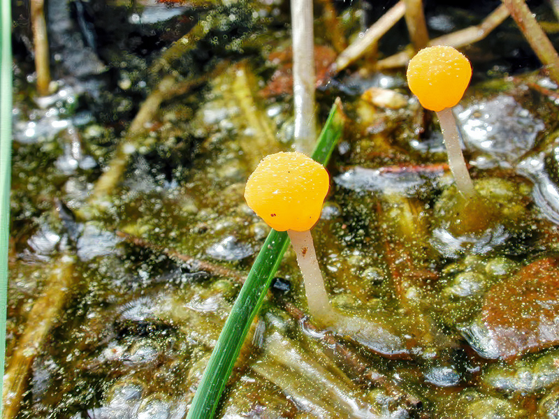 Mitrula paludosa
