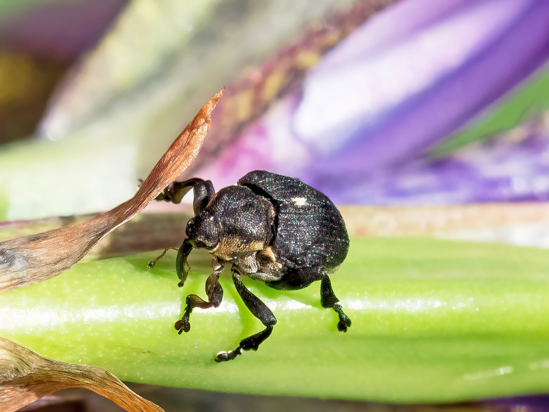 Mononychus punctumalbum