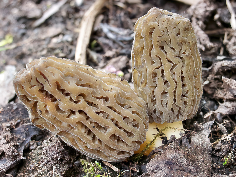 Morchella conica