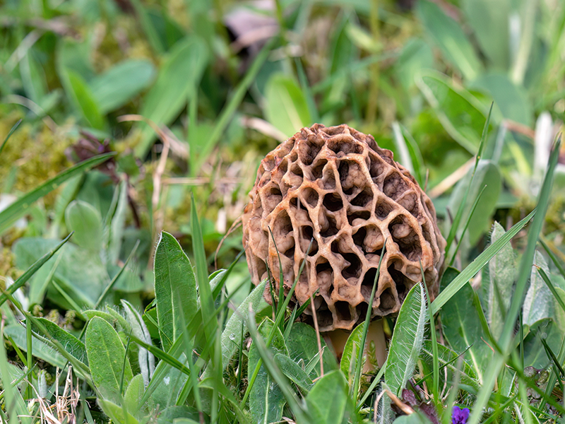 Morchella crassipes