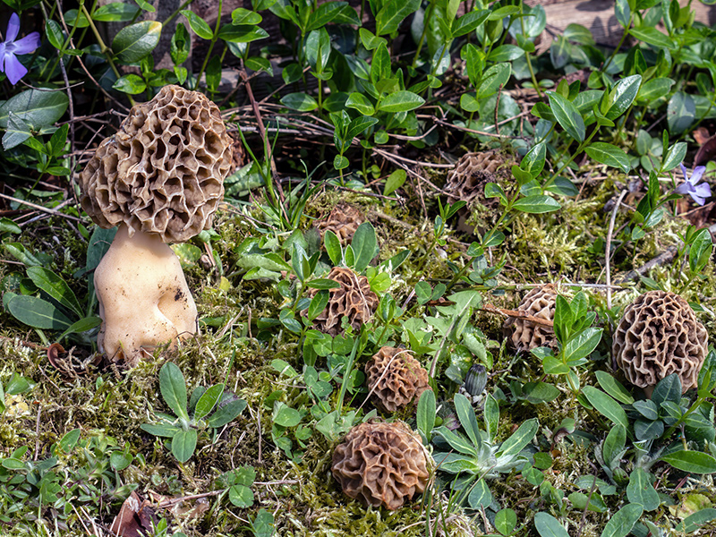 Morchella crassipes