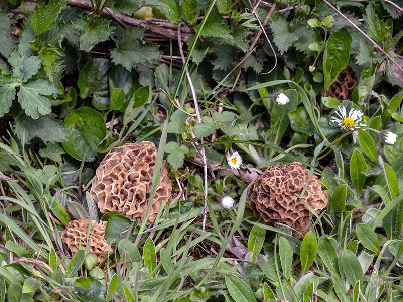 Morchella crassipes