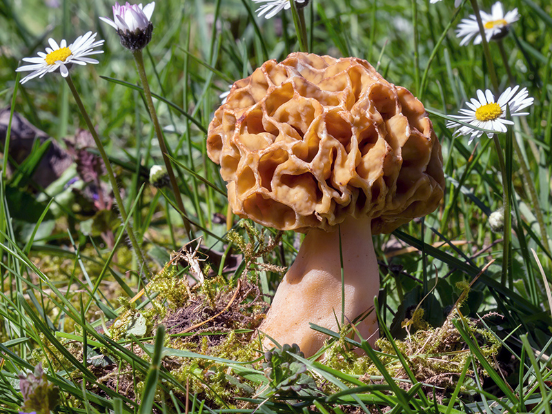 Morchella crassipes