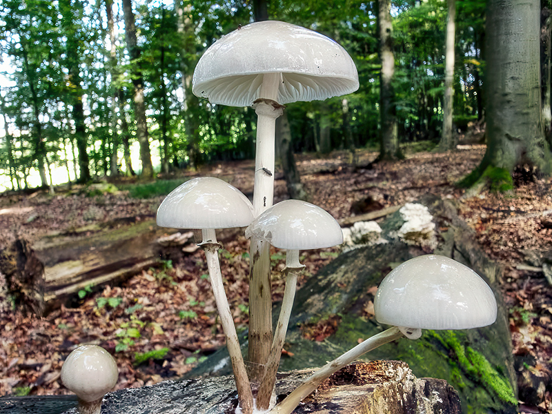 Mucidula mucida