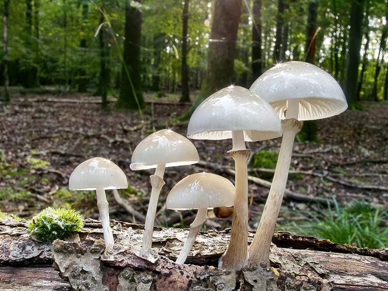 Mucidula mucida