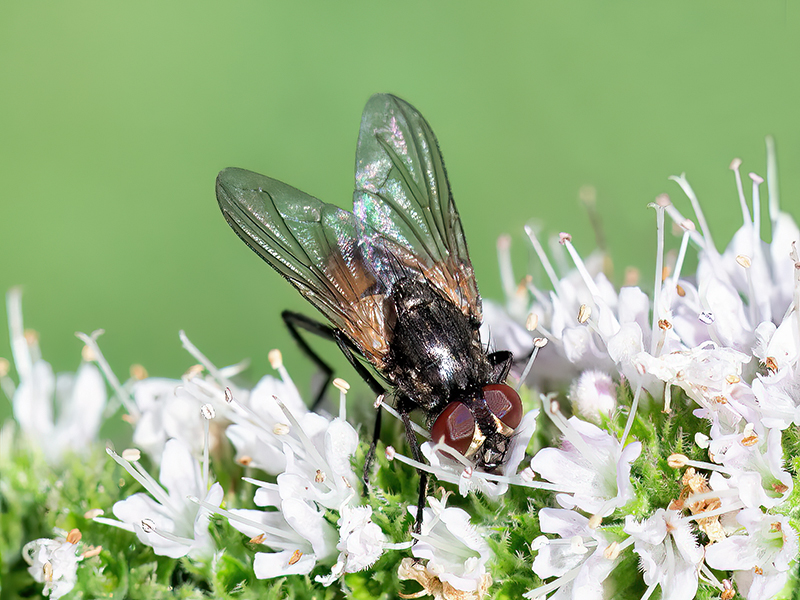 Musca domestica (Männchen)