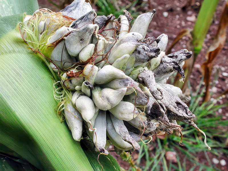 Mycosarcoma maydis