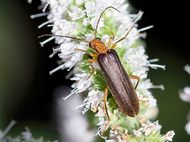 Nacerdes carniolica