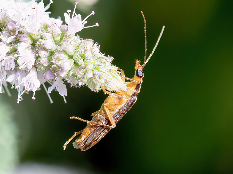 Nacerdes carniolica