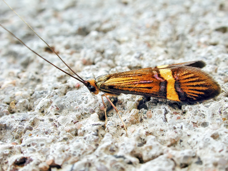 Nemophora degeerella Artkomplex (Männchen)