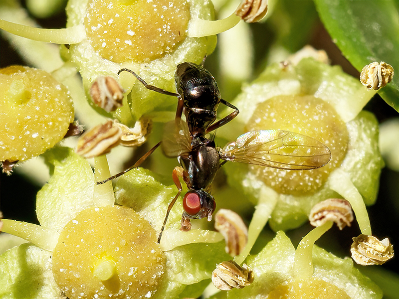 Nemopoda nitidula