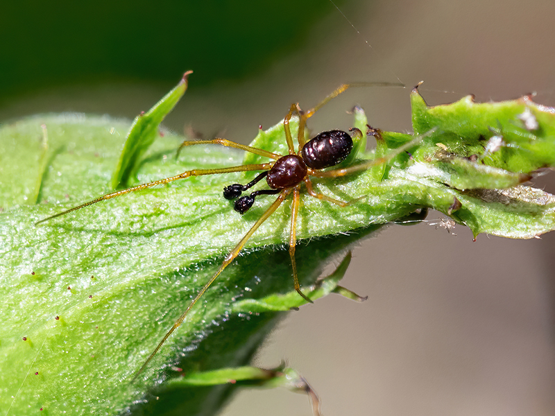 Neottiura bimaculata (Männchen)