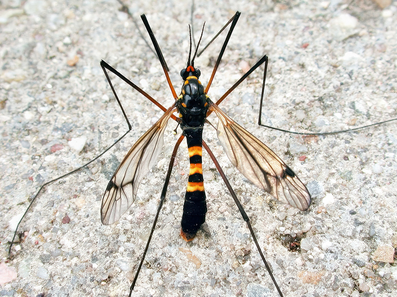 Nephrotoma crocata (Männchen)