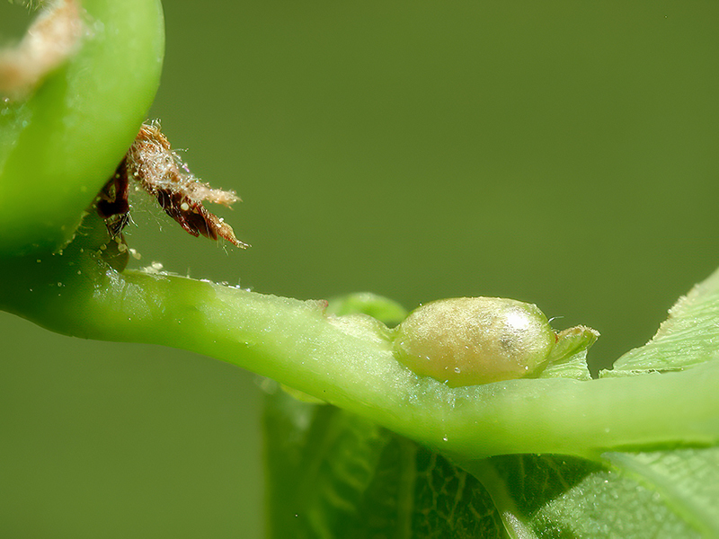 Neuroterus albipes (bisexuelle Generation)