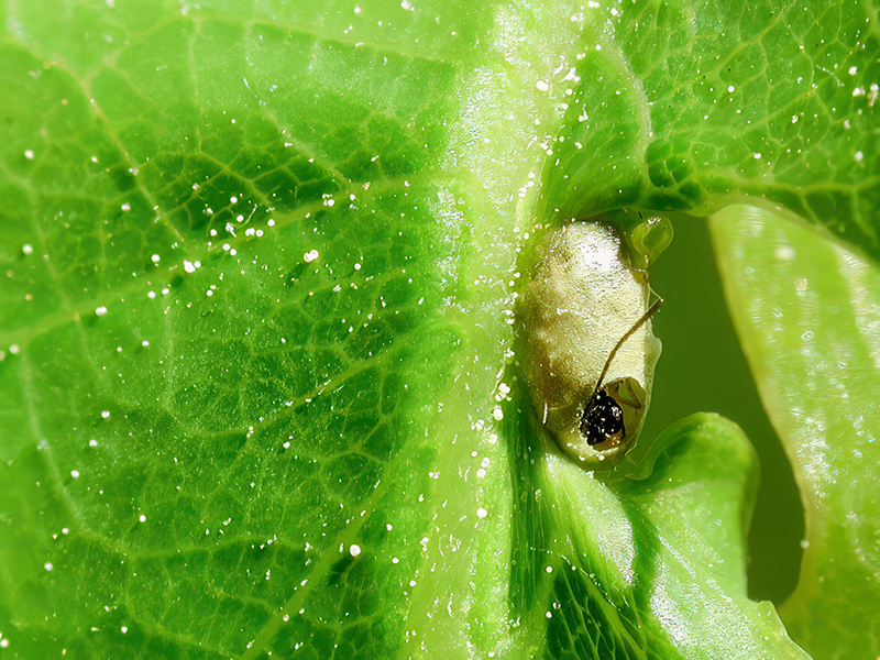 Neuroterus albipes (Schlupf - bisexuelle Generation)