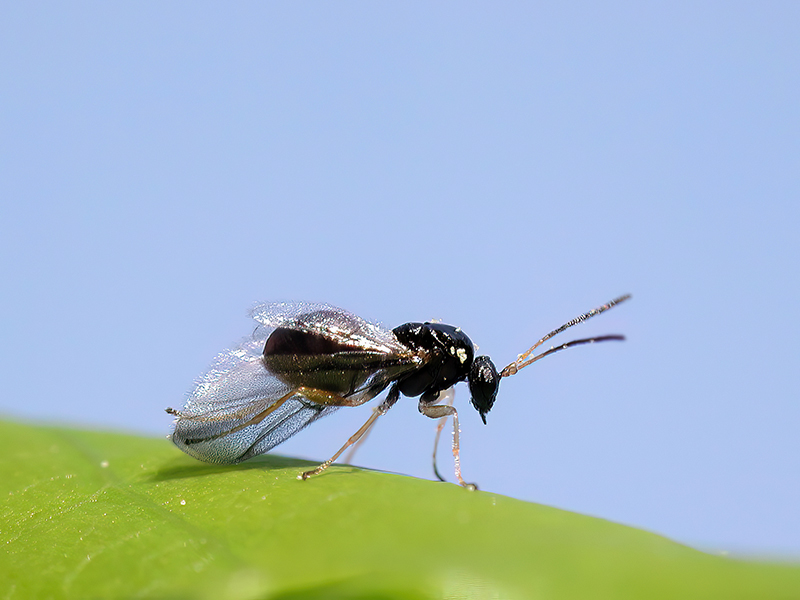 Neuroterus albipes (bisexuelle Generation)
