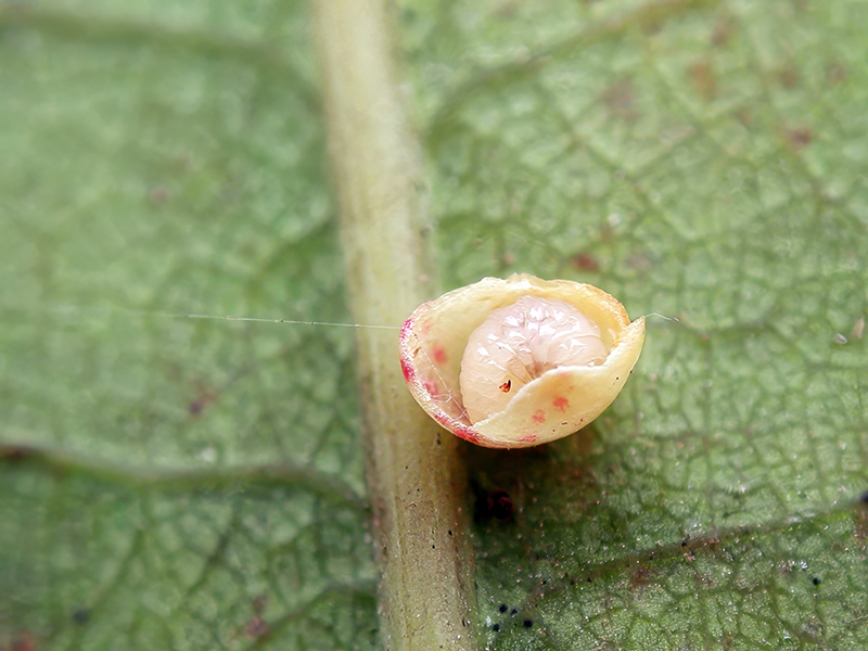 Neuroterus anthracinus (Larve - parthenogenetische Generation)