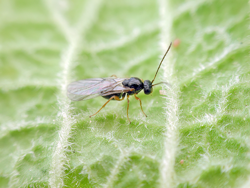 Neuroterus anthracinus (Adult - bisexuelle Generation)