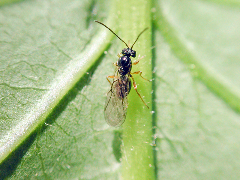 Neuroterus anthracinus (Adult - bisexuelle Generation)