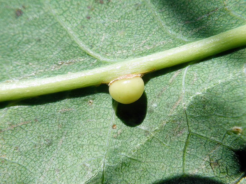 Neuroterus anthracinus (junge Galle - parthenogenetische Generation)