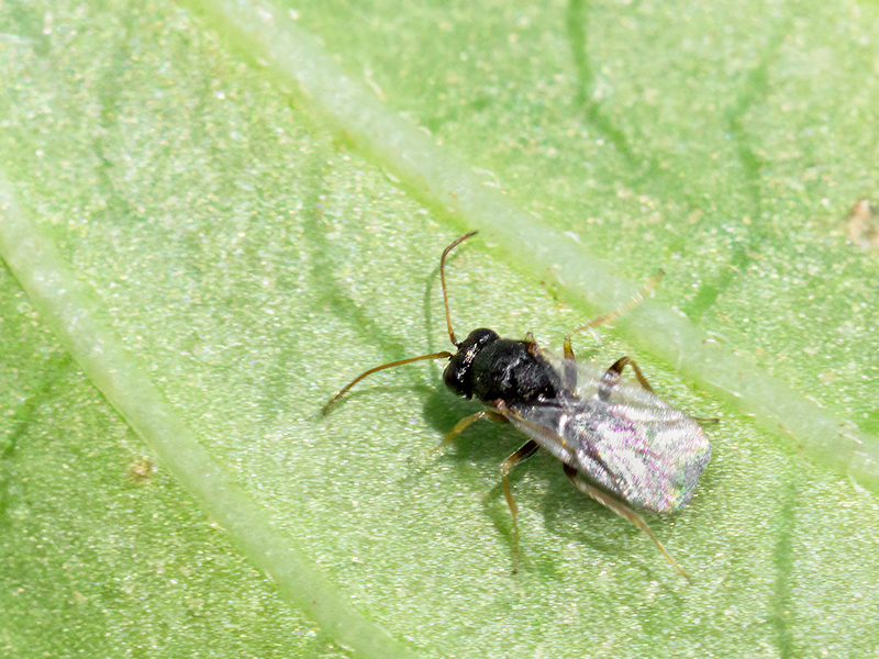 Neuroterus anthracinus (parthenogenetische Generation)
