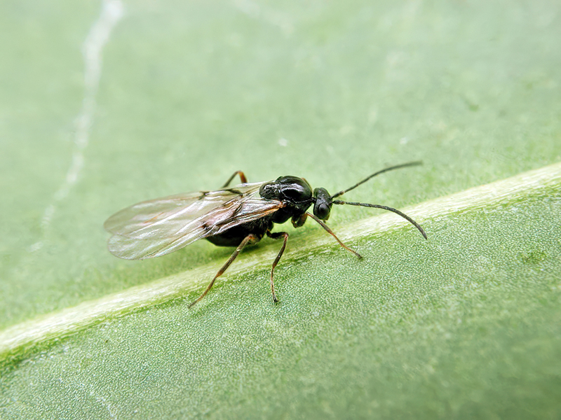 Neuroterus numismalis (Adult - parthenogenetische Generation)