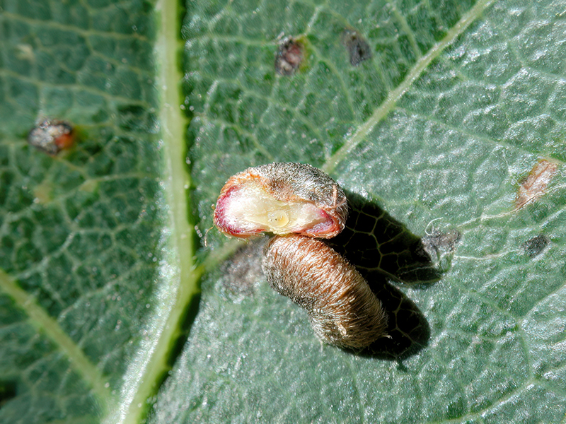Neuroterus numismalis (Larve - parthenogenetische Generation)