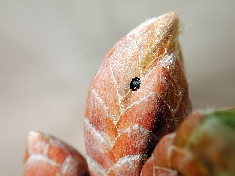 Neuroterus politus (Schlupfloch - bisexuelle Generation)
