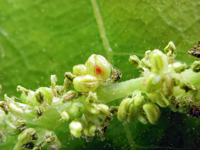(parthenogenetische Generation)