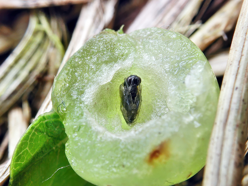 Neuroterus quercusbaccarum (Puppe - bisexuelle Generation)