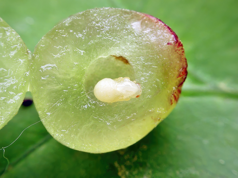 Neuroterus quercusbaccarum (junge Puppe - bisexuelle Generation)