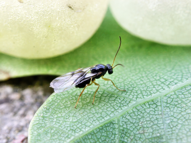 Neuroterus quercusbaccarum (Adult - bisexuelle Generation)