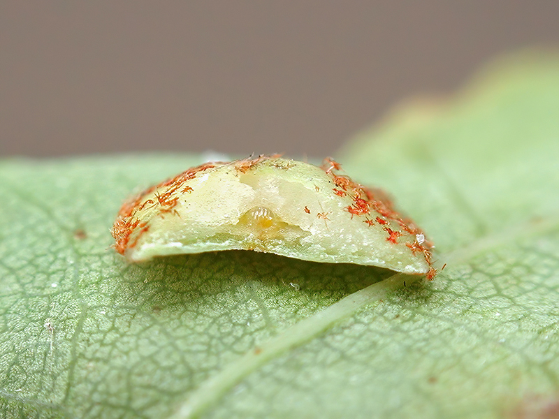 Neuroterus quercusbaccarum (Larve - parthenogenetische Generation)