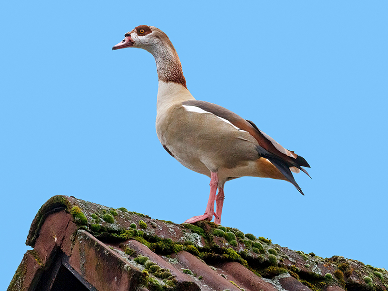 Nilgans