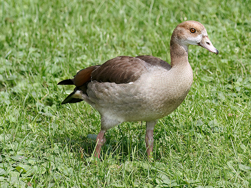 Nilgans (älteres Jungtier)