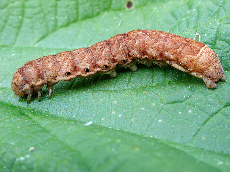 Noctua fimbriata (Raupe)