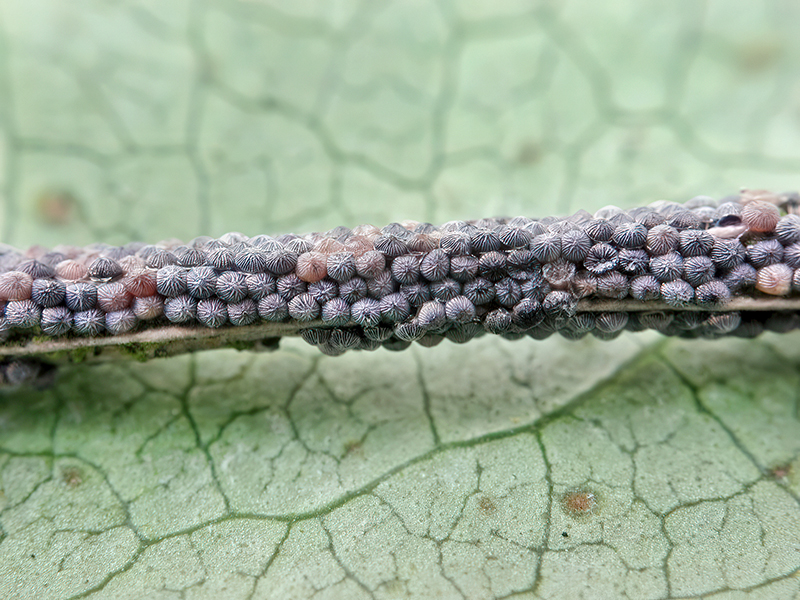 Noctua pronuba (Gelege)