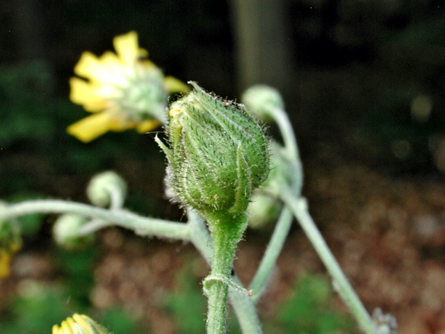 Noeeta pupillata (Verformter Blütenkopf)