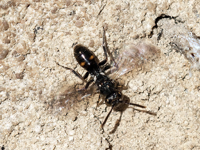 Nomada sheppardana