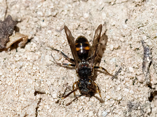 Nomada sheppardana