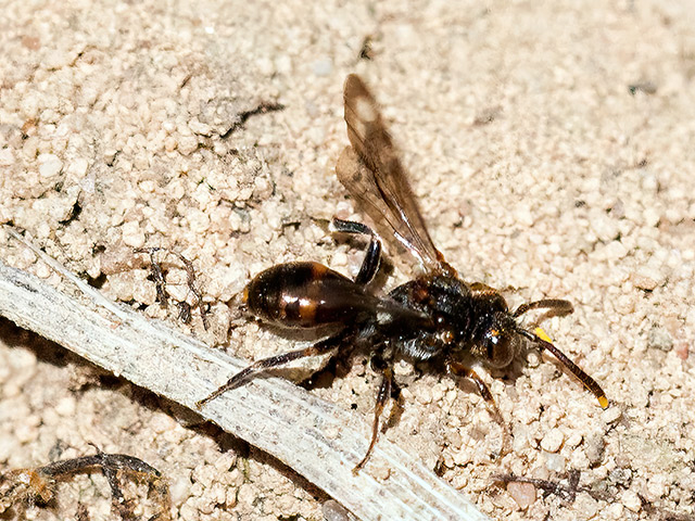 Nomada sheppardana