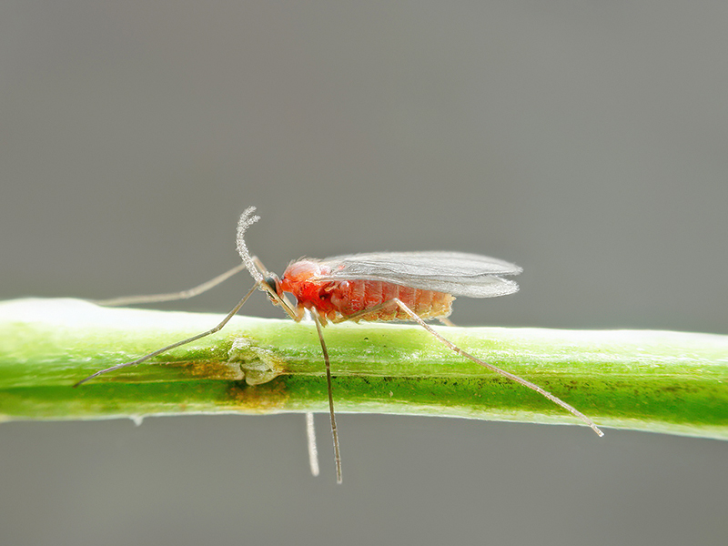 Obolodiplosis robiniae (frisch geschlüpft)