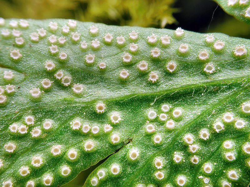 Ochropsora ariae